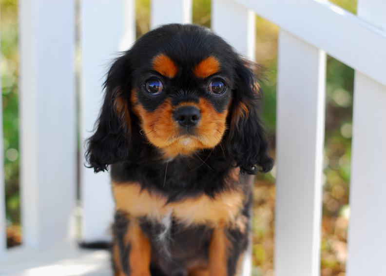Black and tan male cavalier king Charles Spaniel puppy for sale arkansas