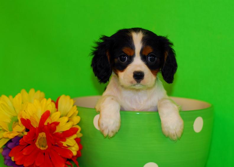 tri colored cavalier male puppy for sale in arkansas king charles spaniel